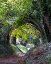 Light at the end of the tunnel. Halnaker tree tunnel in West Sussex UK with sunlight shining in through the branches. Royalty Free Stock Photo