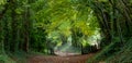 Light at the end of the tunnel. Halnaker tree tunnel in West Sussex UK with sunlight shining in through the branches. Royalty Free Stock Photo