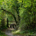 Light at the end of the tunnel. Halnaker tree tunnel in West Sussex UK with sunlight shining in through the branches. Royalty Free Stock Photo