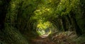 Light at the end of the tunnel. Halnaker tree tunnel in West Sussex UK with sunlight shining in through the branches. Royalty Free Stock Photo