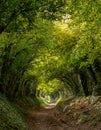 Light at the end of the tunnel. Halnaker tree tunnel in West Sussex UK with sunlight shining in through the branches. Royalty Free Stock Photo