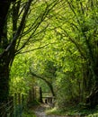 Light at the end of the tunnel. Halnaker tree tunnel in West Sussex UK with sunlight shining in through the branches. Royalty Free Stock Photo