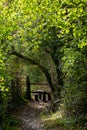 Light at the end of the tunnel. Halnaker tree tunnel in West Sussex UK with sunlight shining in through the branches. Royalty Free Stock Photo