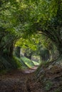 Light at the end of the tunnel. Halnaker tree tunnel in West Sussex UK with sunlight shining in through the branches. Royalty Free Stock Photo