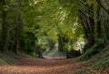 Light at the end of the tunnel. Halnaker tree tunnel in West Sussex UK with sunlight shining in through the branches. Royalty Free Stock Photo