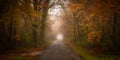 Road passing through autumnal forest Royalty Free Stock Photo