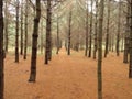 A light at the end of the tunnel of pines Royalty Free Stock Photo