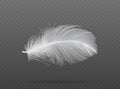 Light falling white bird feather  vector Royalty Free Stock Photo