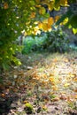 The light falls on the emerging autumn yellow leaves in the forest path