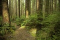 Light falls on a forest trail