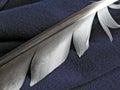 Light feather on blue