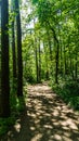 Light flooded path in forest