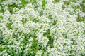 White wildflowers on green background