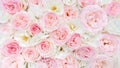 Light floral background. White and pink roses close-up top view with space for text. Wedding background of delicate roses Royalty Free Stock Photo