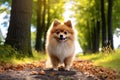 A light fluffy happy Pomeranian on a forest alley