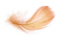 Light fluffy orange feather isolated on white background Royalty Free Stock Photo