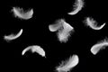 Light fluffy white bird feathers falling down in the dark. Feather abstract on black background Royalty Free Stock Photo