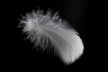 Light fluffy a white feather isolated on black background. Royalty Free Stock Photo