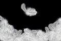 Light fluffy a white feathers falling down in the air, on black background. Royalty Free Stock Photo