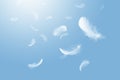 Light fluffy a white feathers falling down in a blue sky. abstract, feather floating freedom. Royalty Free Stock Photo