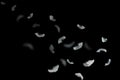 Light fluffy white feathers floating in the dark. feather abstract background