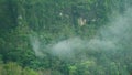 light fog in the morning after rain on the cliffs of a tropical rainforest in Java Royalty Free Stock Photo