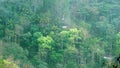 light fog in the morning after rain on the cliffs of a tropical rainforest in Java Royalty Free Stock Photo