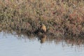 Light-footed clapper rail Rallus longirostris levipes 11 Royalty Free Stock Photo