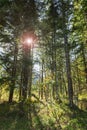 Light in the forest with the back light and lens flares