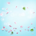 Rose petals falling romance blank page Royalty Free Stock Photo