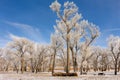 Light Through Frosty Trees