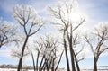 Light Through Frosty Trees