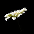 Light gebera daisy on stem with male stamens.