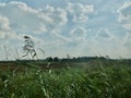 Light grasslands and clouds