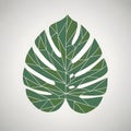 Light gray background emphasizing the leaf s shape and intricate Royalty Free Stock Photo
