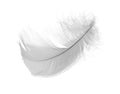 Light gray chicken feather