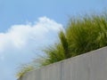 Concrete retaining wall detail with tall fresh green grass Royalty Free Stock Photo