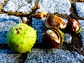 Brown and green dry horse chestnut tree seed closeup. gray cube quartz stone pavement background