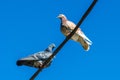 Light and gray doves sits high on a street wires against a blue clear sky. Close up of a lone two urban pigeons sitting across Royalty Free Stock Photo