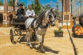 A light gray horse with a long dark mane and with blinkers in his eyes, harnessed to the carriage. Horse Feria Feria de Caballo