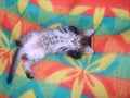 Light gray kitten tummy lying on her back lifting legs on the colored rug and plays Royalty Free Stock Photo