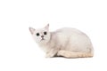 Light gray short-haired cat thoroughbred burmilla isolate on white background with place for text