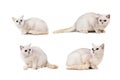 Light gray short-haired cat thoroughbred burmilla isolate on white background with place for text