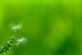 Light green background. Bright and delicate background with dandelion seeds Royalty Free Stock Photo