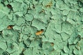 Green background. Texture of old cracked paint. Royalty Free Stock Photo