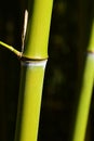 Light green bamboo stalks with side branch node growing from node of front stalk Royalty Free Stock Photo