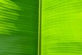 Light green banana tree leaf background texture Royalty Free Stock Photo