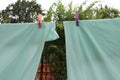 light green blue bed sheets hanging on clothesline with pink and purple clips Royalty Free Stock Photo