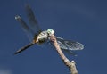 Light green bodied dragonfly Royalty Free Stock Photo