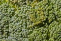 Light green broccoli macro